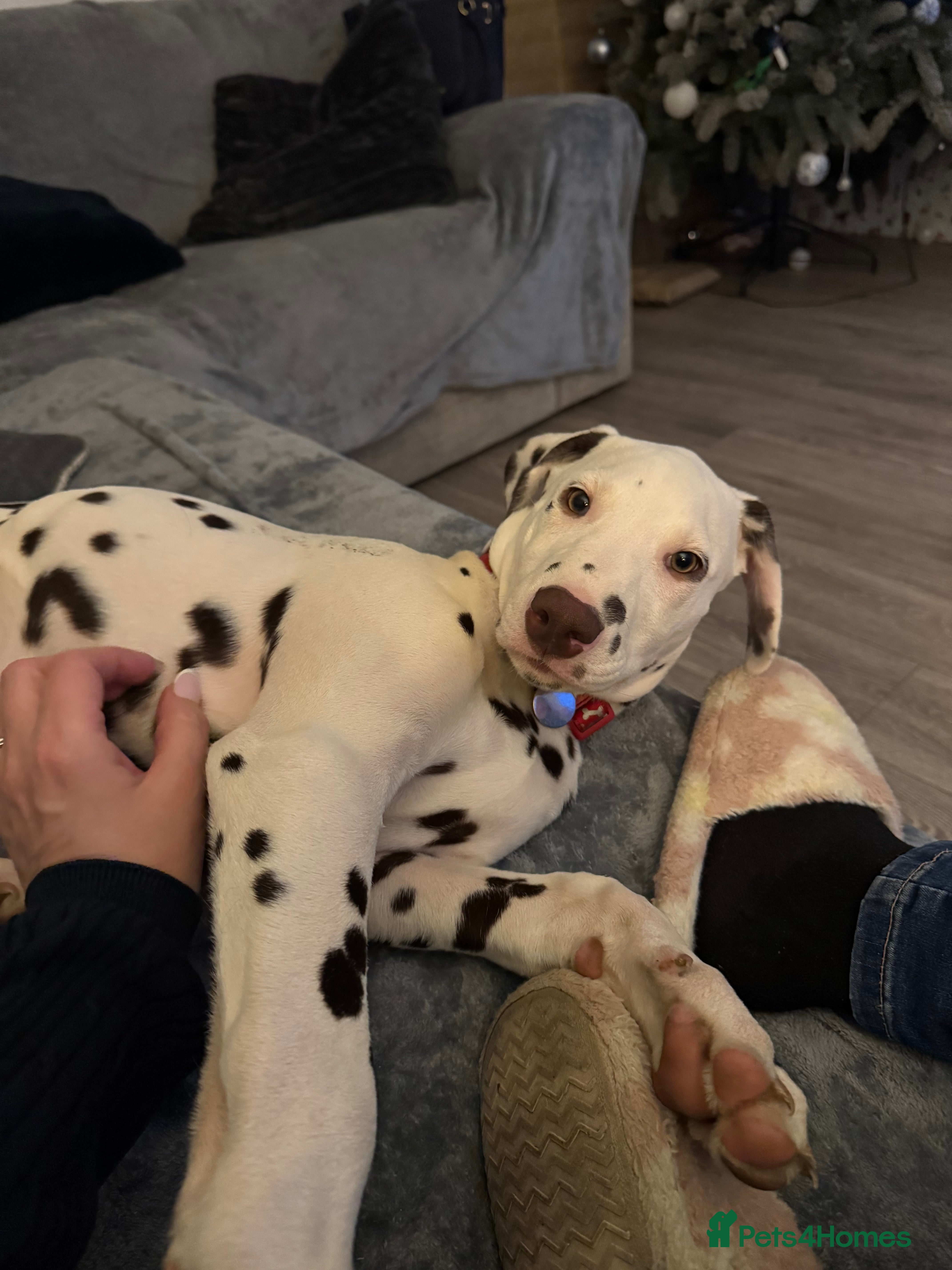 Dalmatian dogs Loving home needed.  - Advert 1