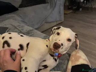 Dalmatian dogs Loving home needed. - Advert 1