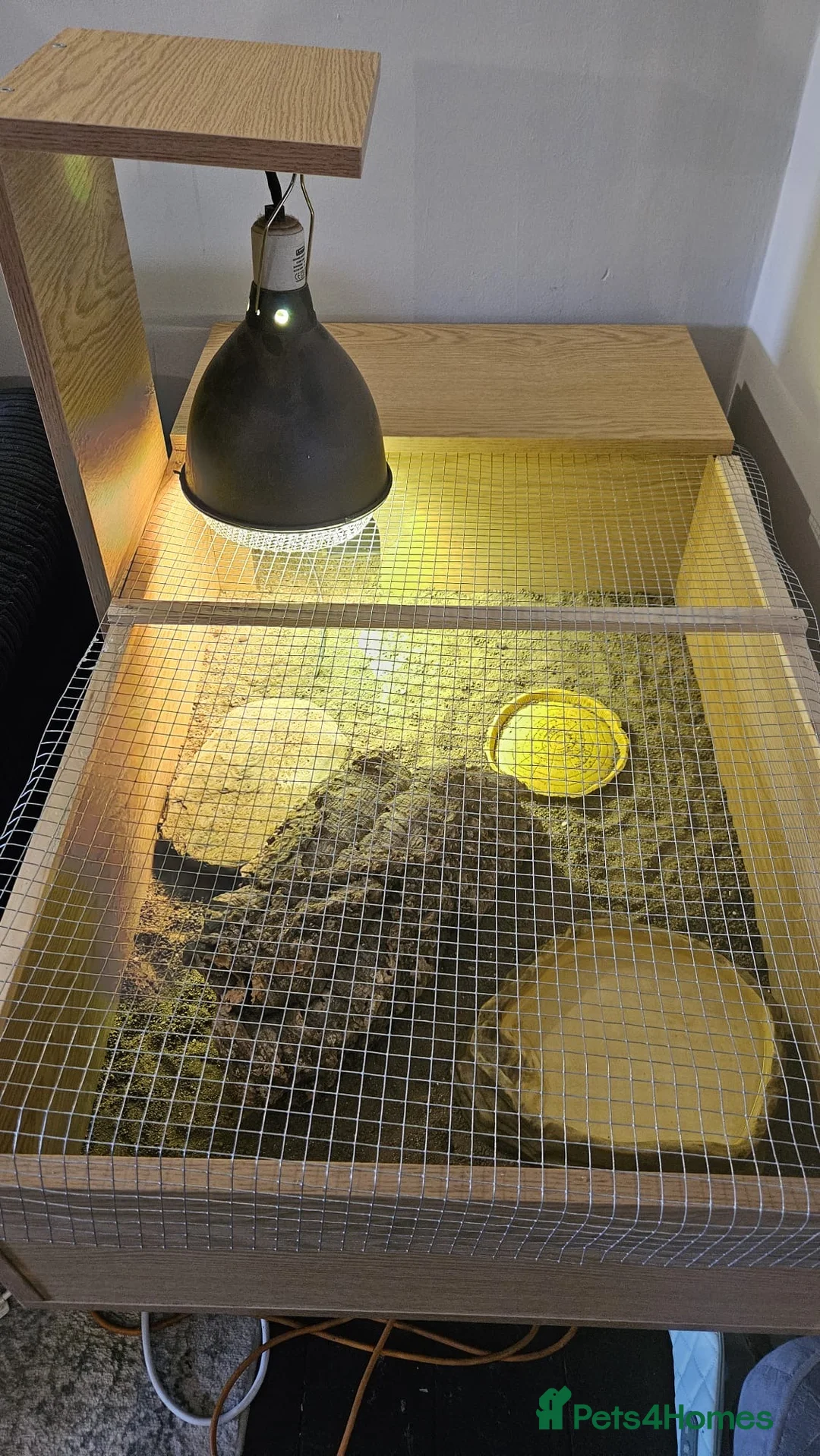 Tortoise reptiles for sale: Russian Tortose and enclosure  in Saint Helens - Advert 3