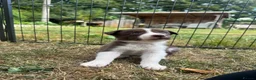 Border Collie dogs for sale: Beautiful Border Collie Puppies  - Advert 20