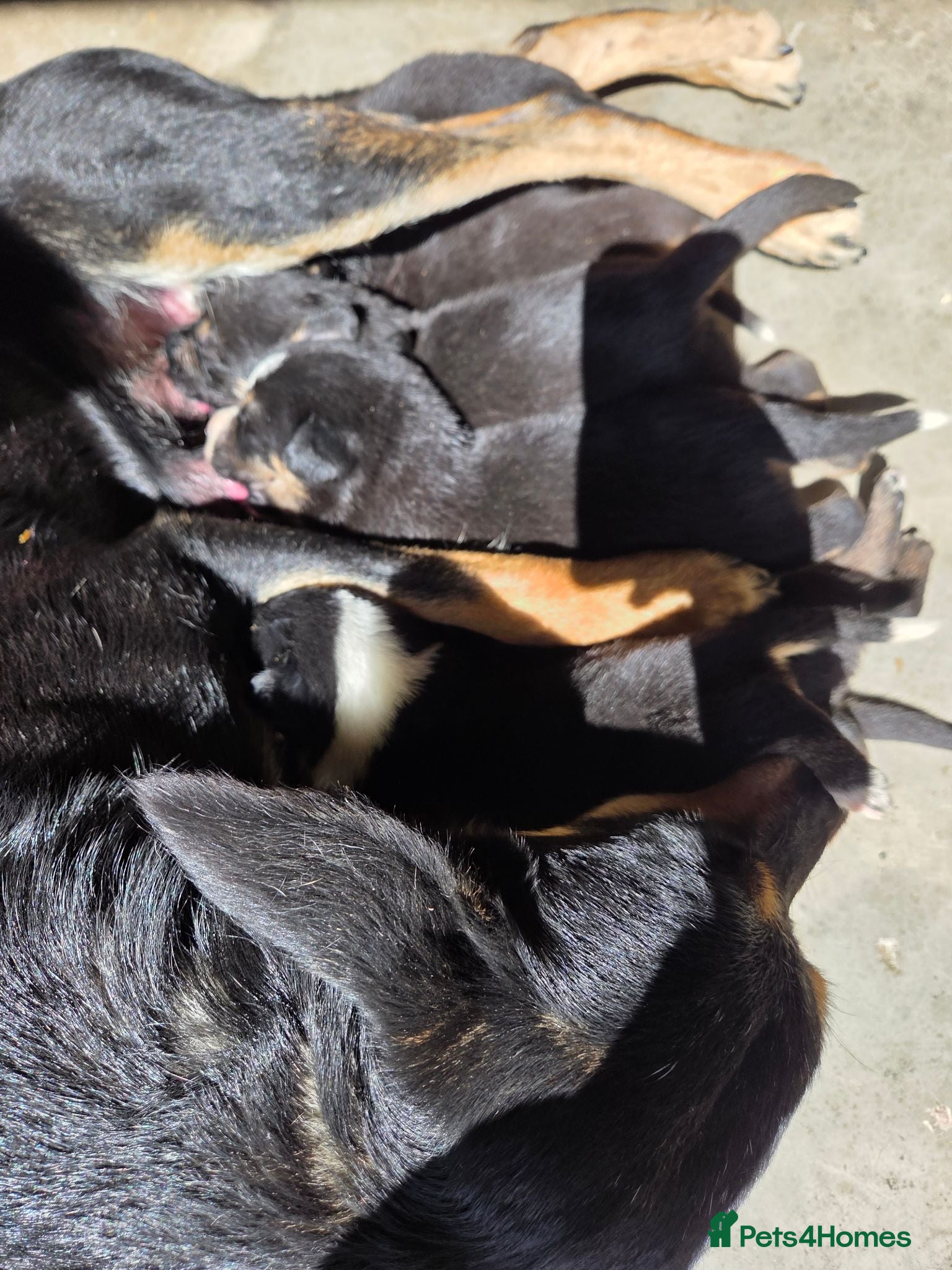 Mixed Breed dogs Kelpie pup - Advert 2