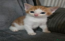 Mixed Breed cats for sale: 5 boys 3 black and white and 2 ginger and white - Image 7