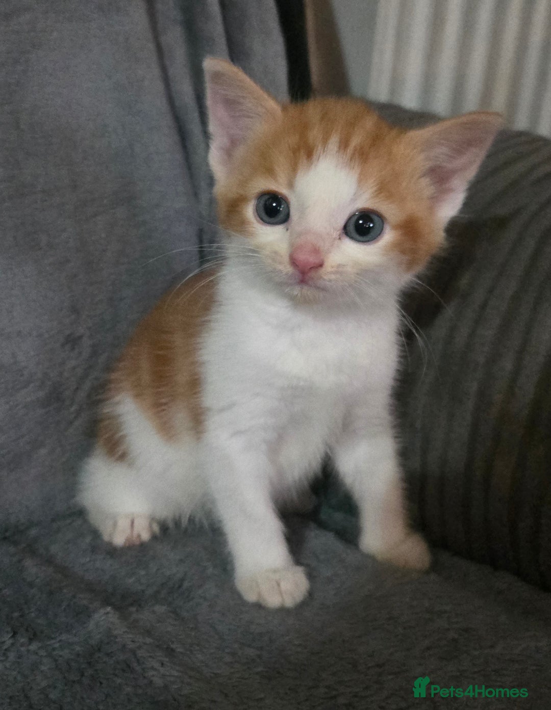 Mixed Breed cats for sale: 5 boys 3 black and white and 2 ginger and white - Image 7