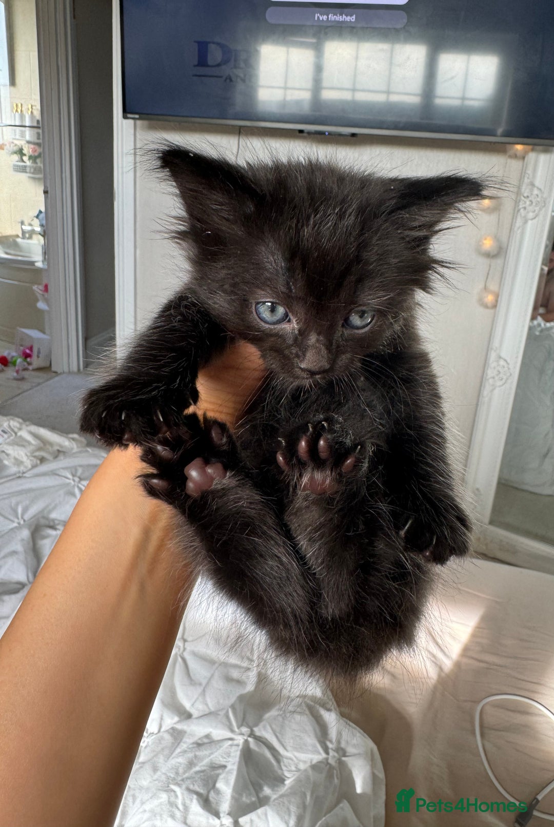 Mixed Breed cats for sale: 4 Long haired kittens - Image 3