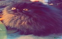 Persian cats for sale: Adults Blue eyes white, colourpoint, blue, black - Image 3