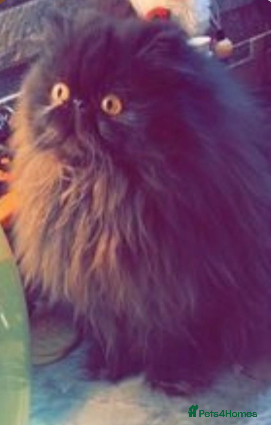 Persian cats for sale: Adults Blue eyes white, colourpoint, blue, black - Image 3