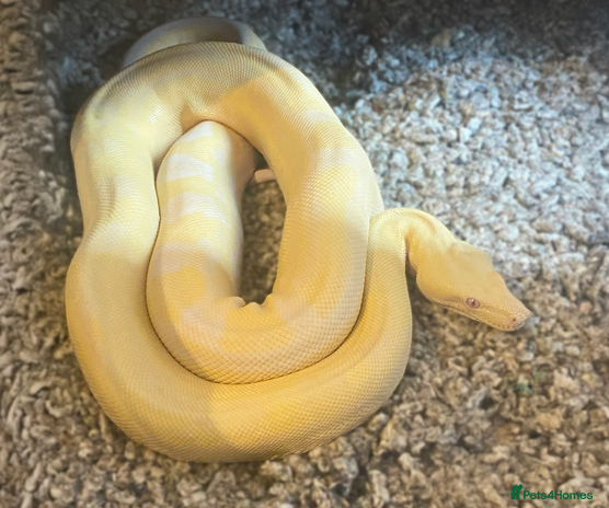 Boa Snake reptiles in Doncaster - Advert 15