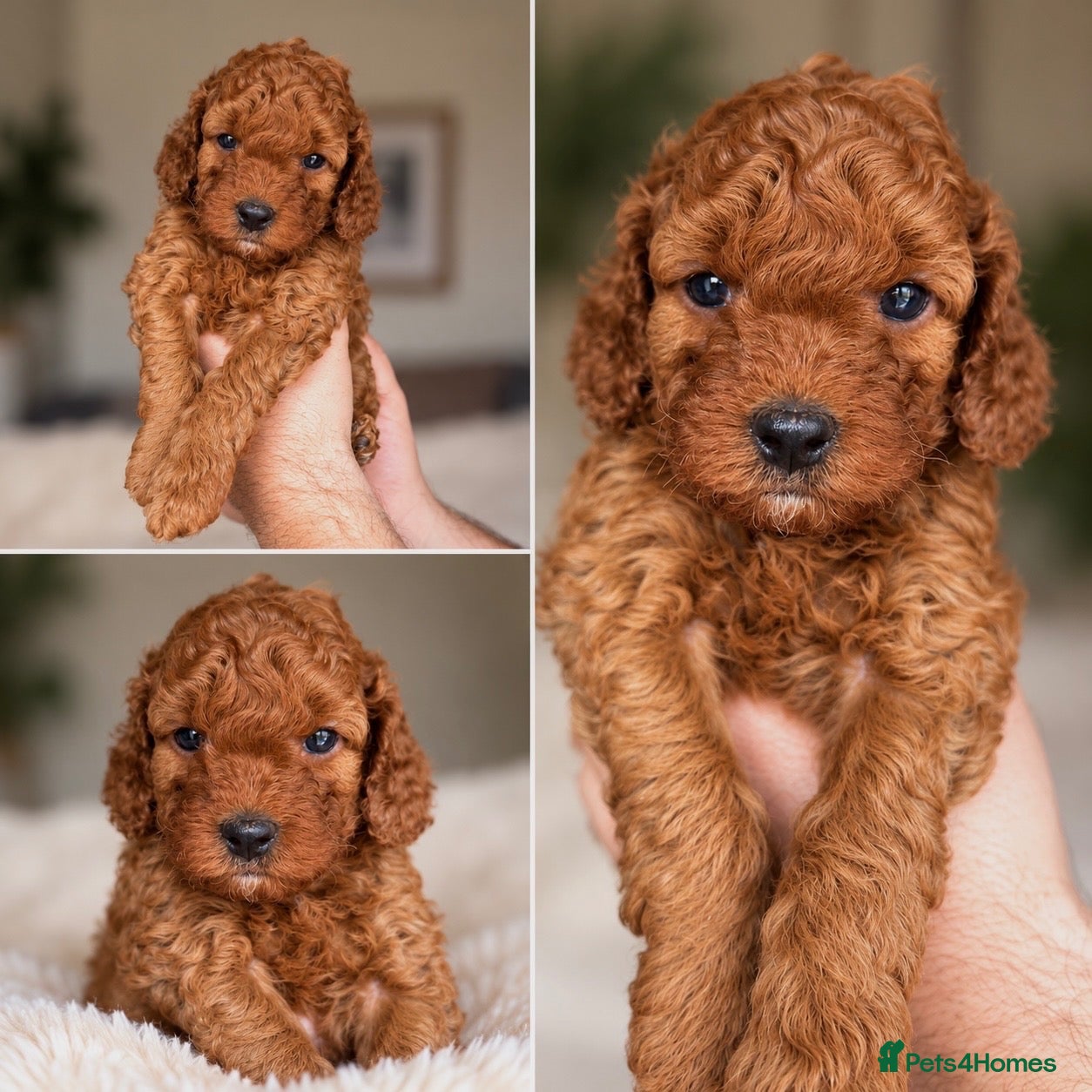 Cockapoo dogs F1B Red Toy Cockapoo - Advert 8