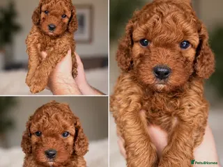 Cockapoo dogs F1B Red Toy Cockapoo - Advert 8