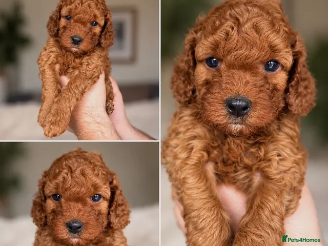 Cockapoo dogs F1B Red Toy Cockapoo - Advert 3