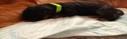 German Shepherd dogs for sale: Wolfskraft German Shepherds puppies - Advert 12
