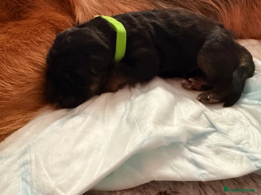 German Shepherd dogs for sale: Wolfskraft German Shepherds puppies - Advert 12