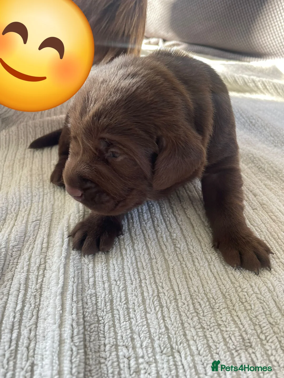 Labrador Retriever dogs for stud: KC fully tested Choc Labrador Stud in Bicester - Advert 9