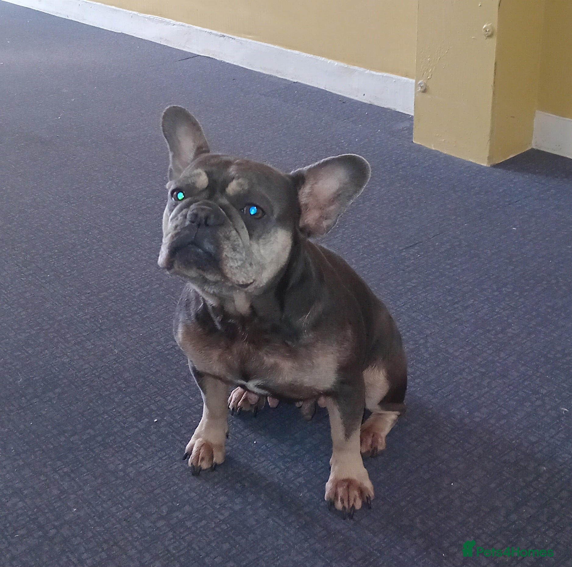 French Bulldog dogs 3yr old french bulldog  - Advert 10