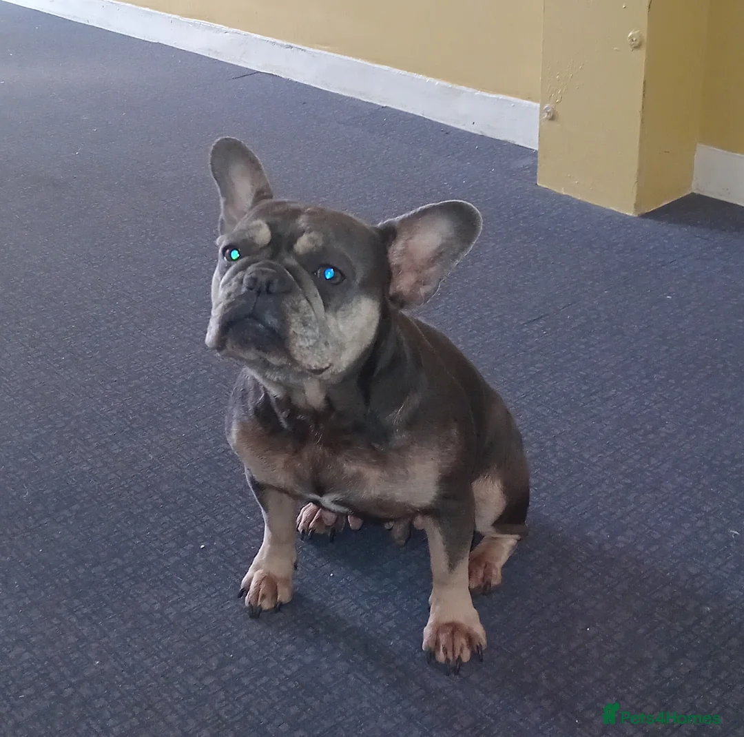 French Bulldog dogs for sale: 3yr old french bulldog  - Advert 1