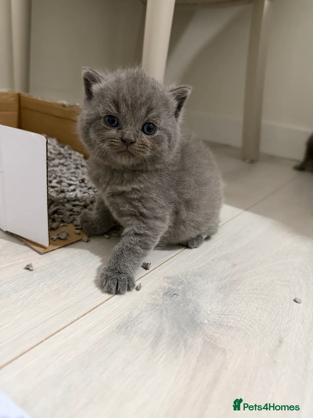 British Shorthair cats for sale: Beautiful British Shorthaired Cats - Advert 26