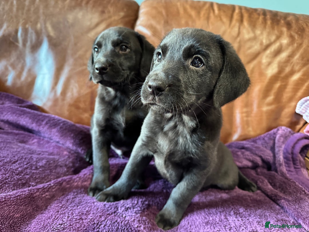Labrador Retriever dogs for sale: Black Labrador Puppies, 5* Licensed Breeder - Advert 4