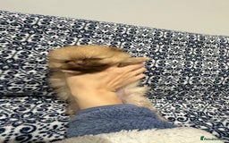 Pomeranian dogs for sale: Stunning littler of KC Pom puppies - Advert 31