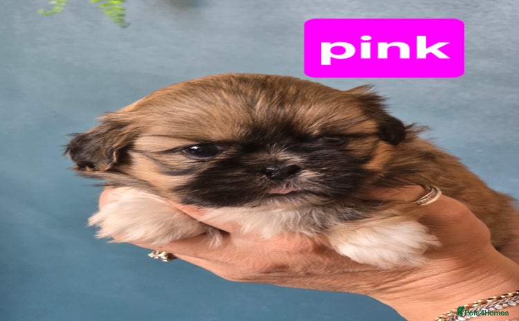 Shih Tzu dogs - Advert 1