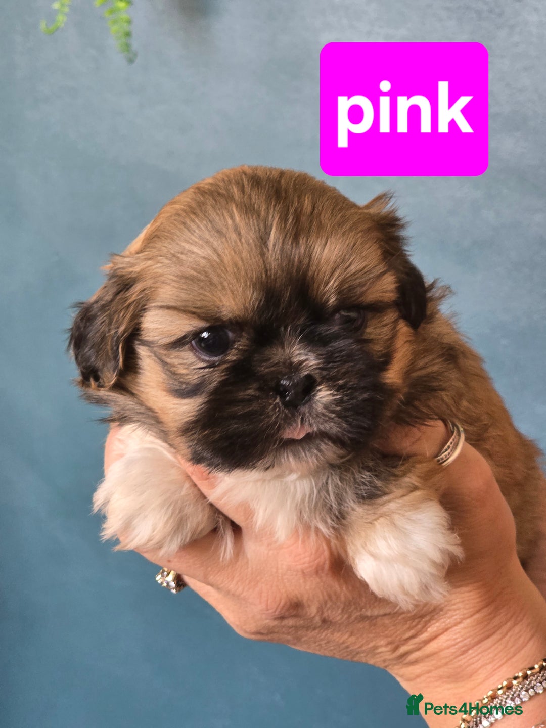 Shih Tzu Puppies for sale under £1000 Pets4Homes