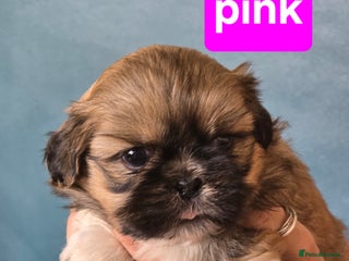 Shih Tzu dogs - Advert 1