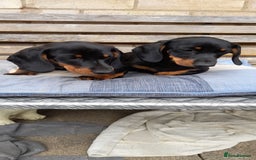 Miniature Dachshund dogs for sale: 14 weeks old 2 girls 2 boys miniature dachshunds - Image 7