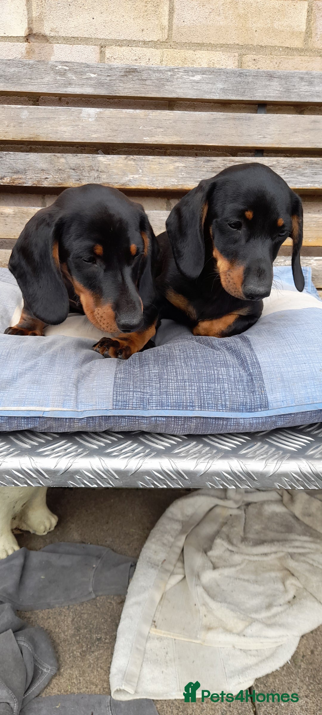 Miniature Dachshund dogs for sale: 14 weeks old 2 girls 2 boys miniature dachshunds - Image 7