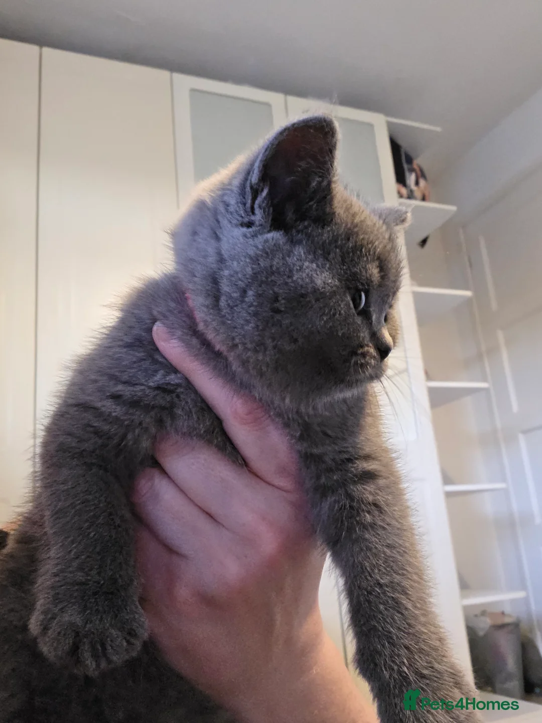 British Shorthair cats for sale: 🐱BRITISH SHORTHAIR🐱 - Advert 19