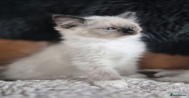 Ragdoll cats - Advert 13