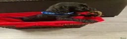 Doxiepoo dogs for sale: Ready now Miniature poodle x dacshund - Advert 7