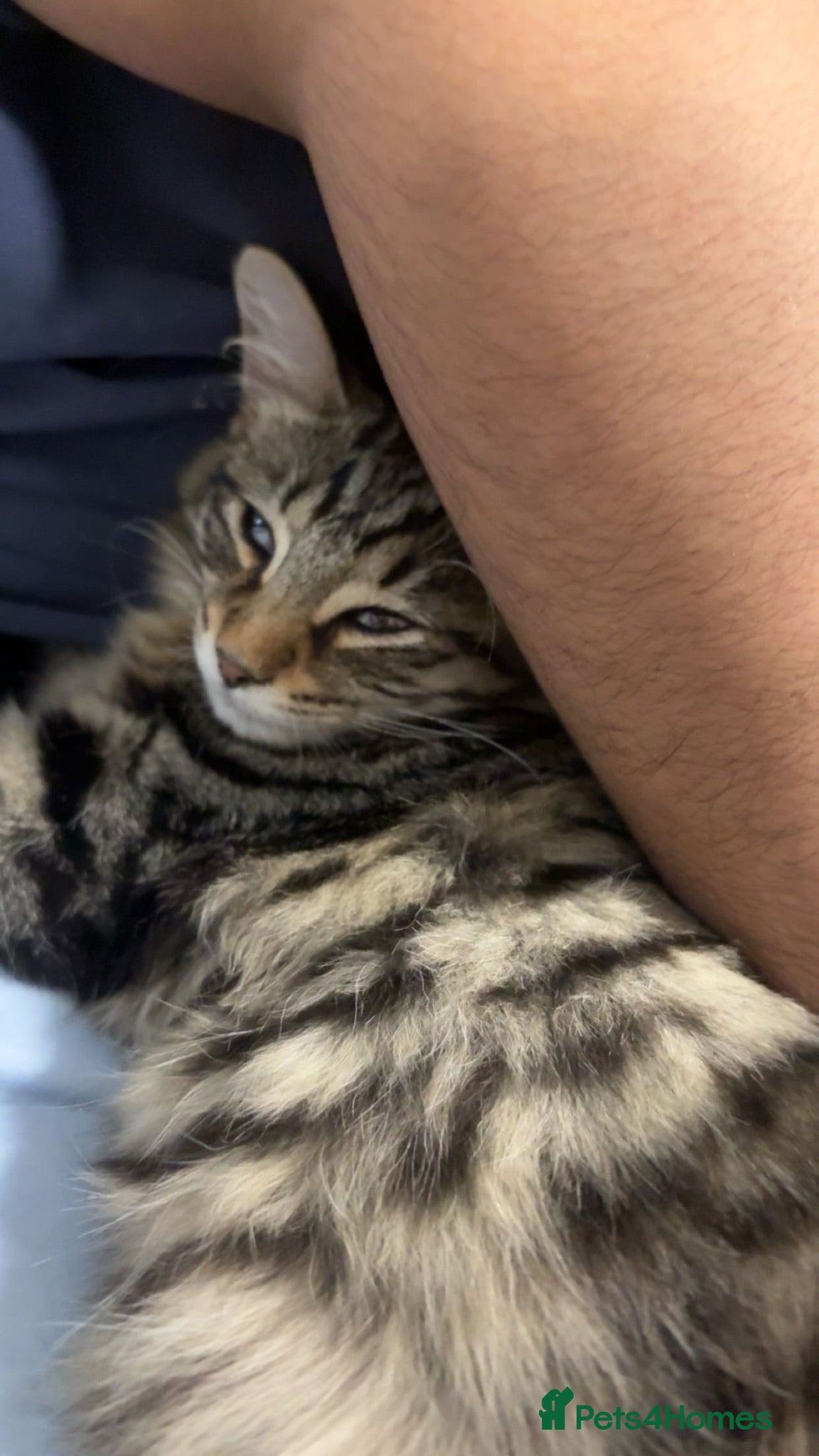 British Shorthair cats Mail kitten 3 months old  - Advert 1