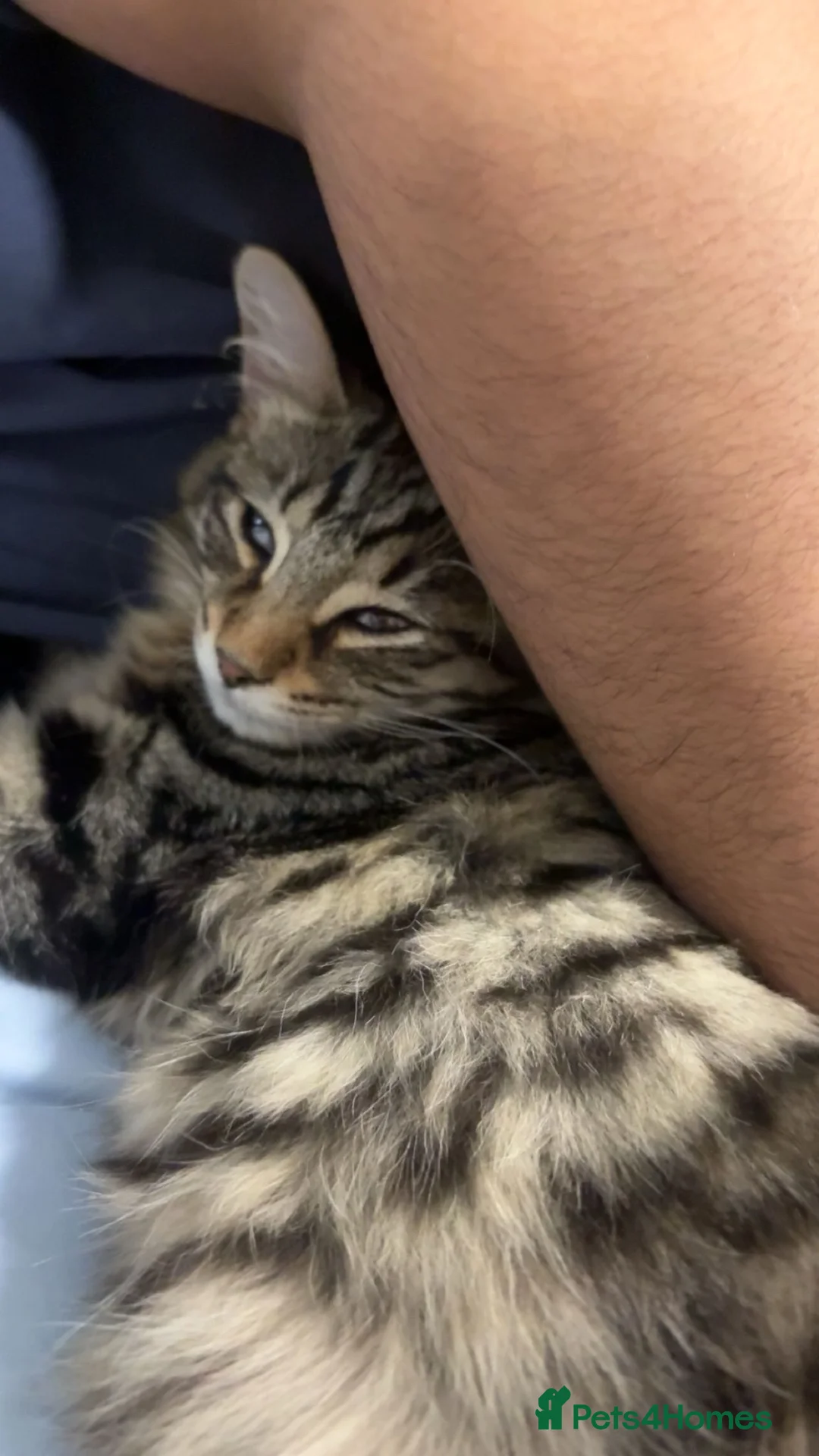 British Shorthair cats for sale: Mail kitten 3 months old  in Halesowen - Advert 1