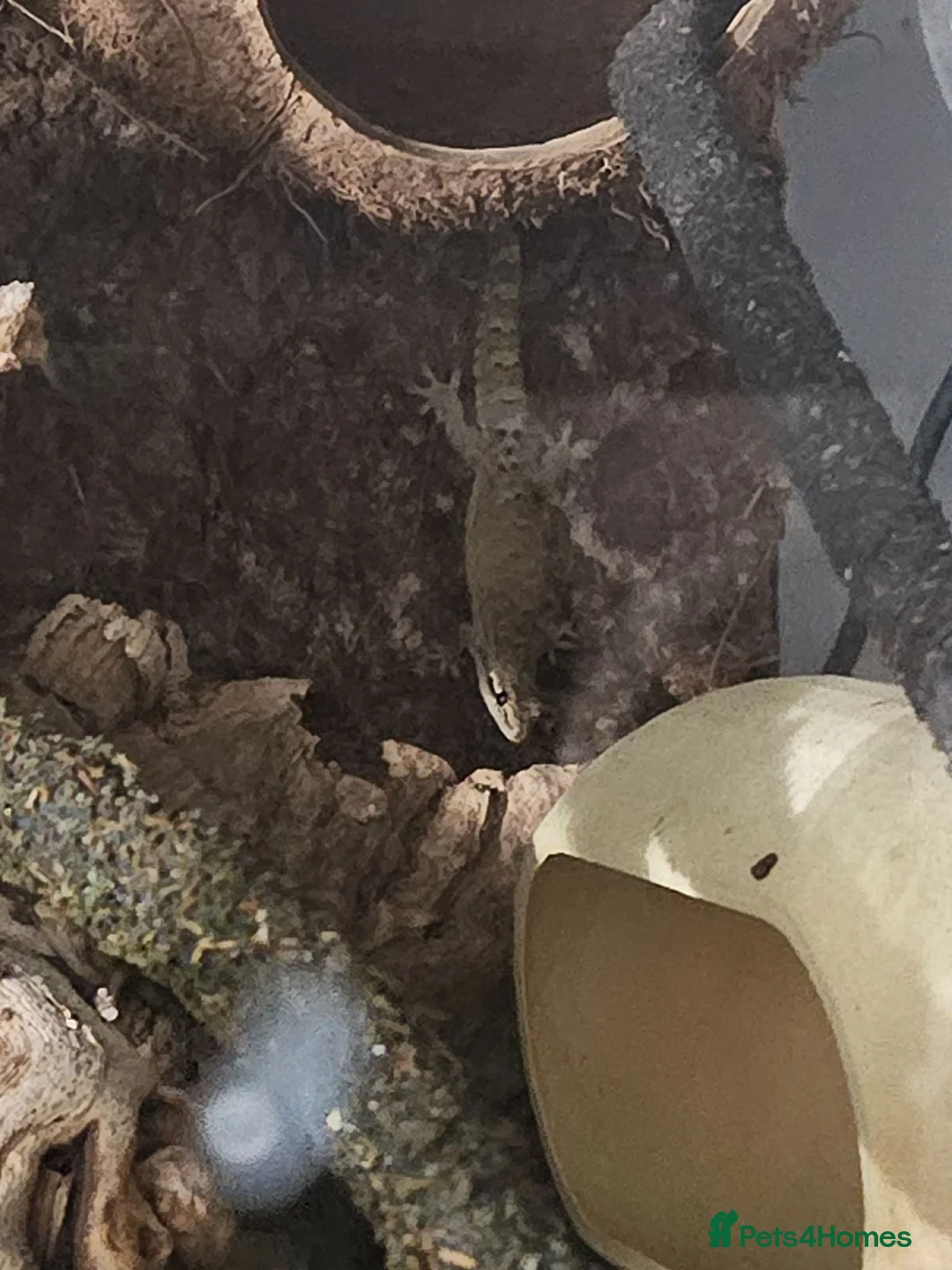Gecko reptiles for sale: Mourning gecko set up - Advert 6