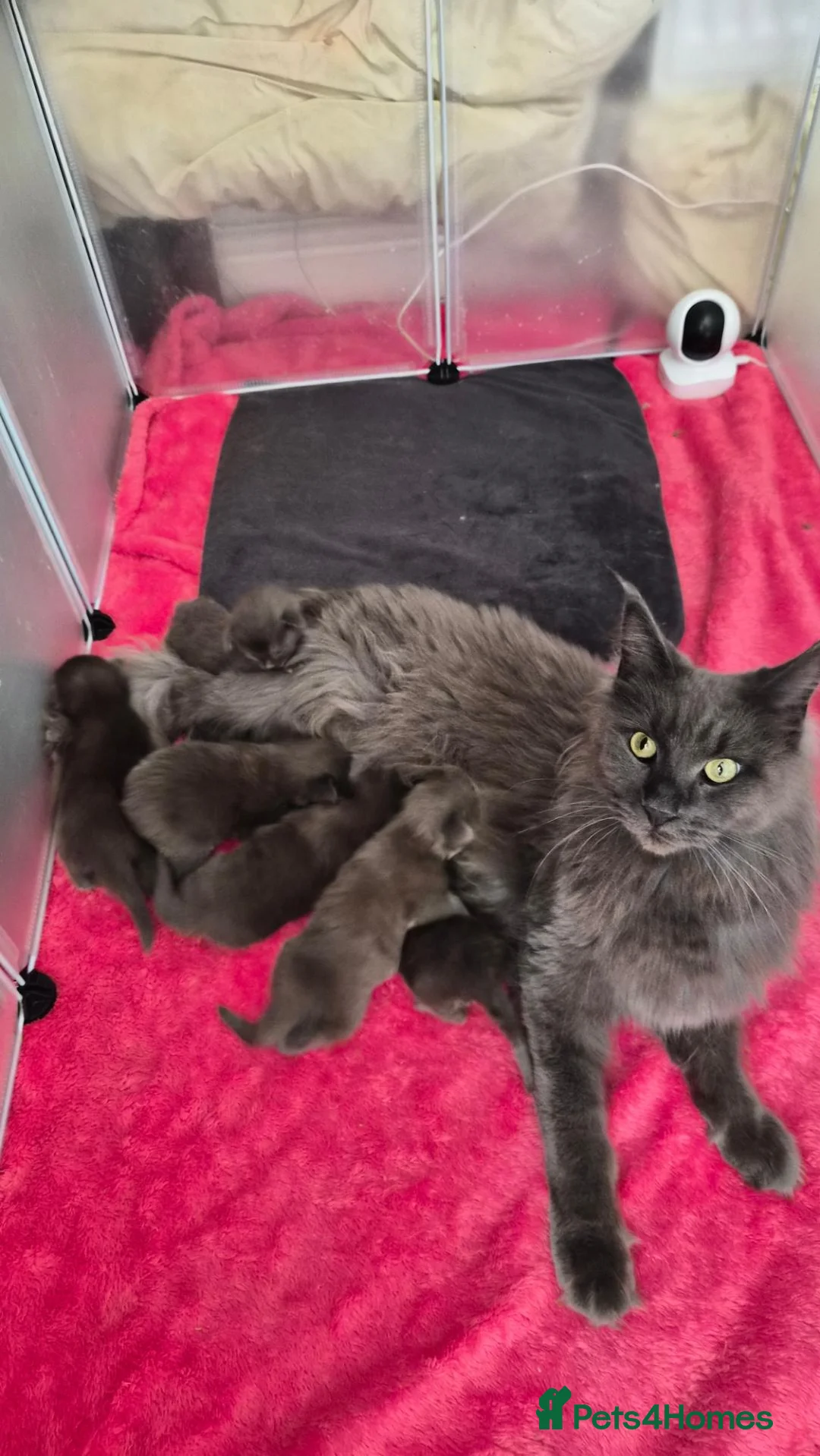 Maine Coon cats for sale: Maine coon pedigree kittens  - Advert 9