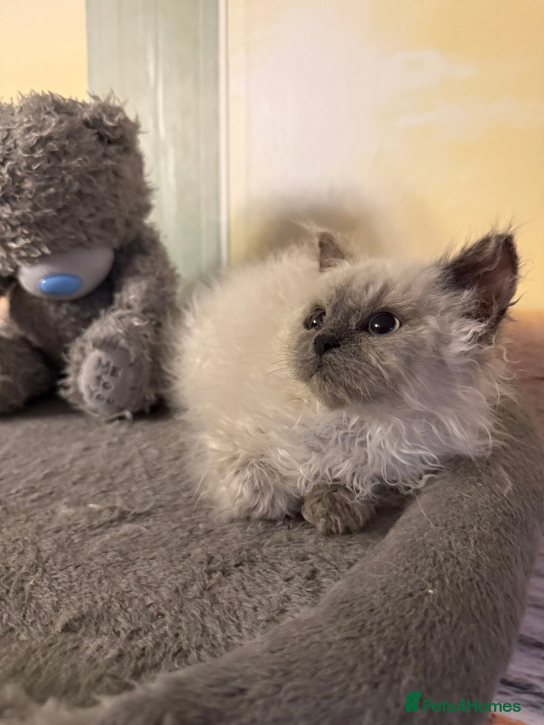 Selkirk Rex cats for sale: Gorgeous Selkirk Rex - Image 15