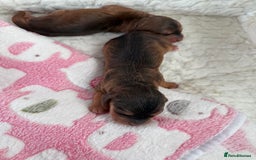 Cockapoo dogs for sale: Ready Dec 20th. Fully dna & health tested clear - Image 16