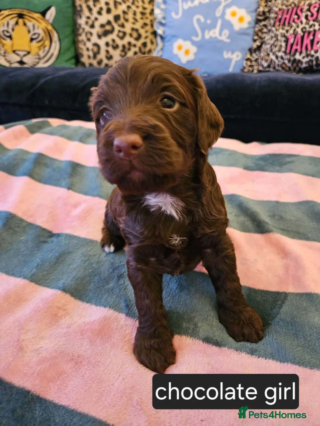 Sproodle dogs for sale: Sproodle puppies  - Advert 8