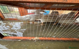 Ducks poultry for sale: white pekin ducks - Image 1