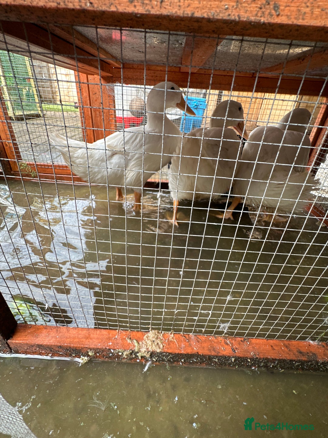 Ducks poultry for sale: white pekin ducks - Image 1