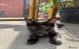Maine Coon cats for sale: Maine Coon Gccf in Boston - Image 25