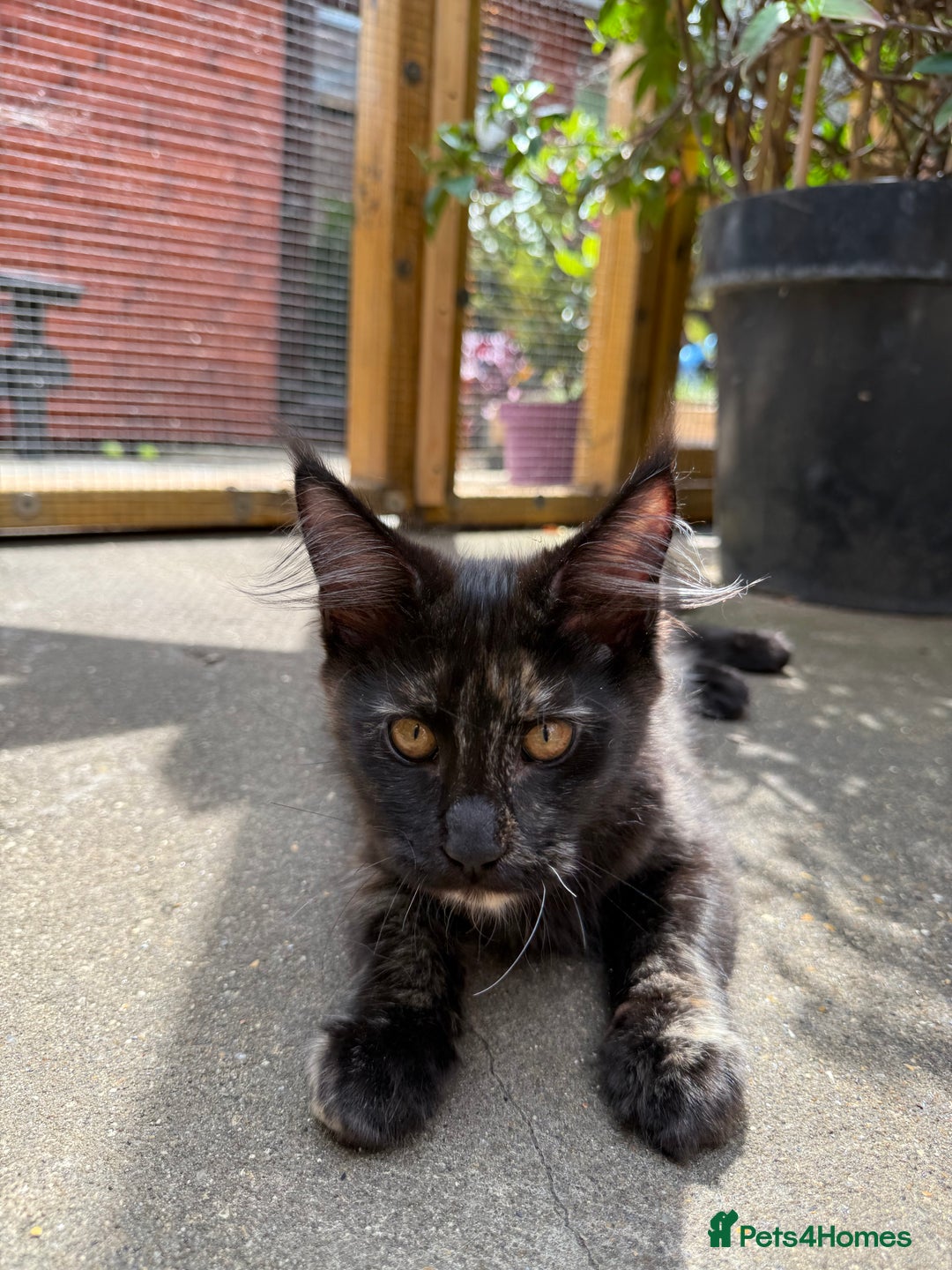 Maine Coon cats for sale: Maine Coon Gccf in Boston - Image 25