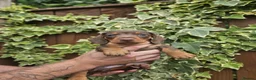 Miniature Dachshund dogs for sale: READY NOW KC reg miniature dachshund  - Advert 21