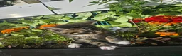 Mixed Breed cats for sale: Sweet little kittens in Sheerness - Advert 3