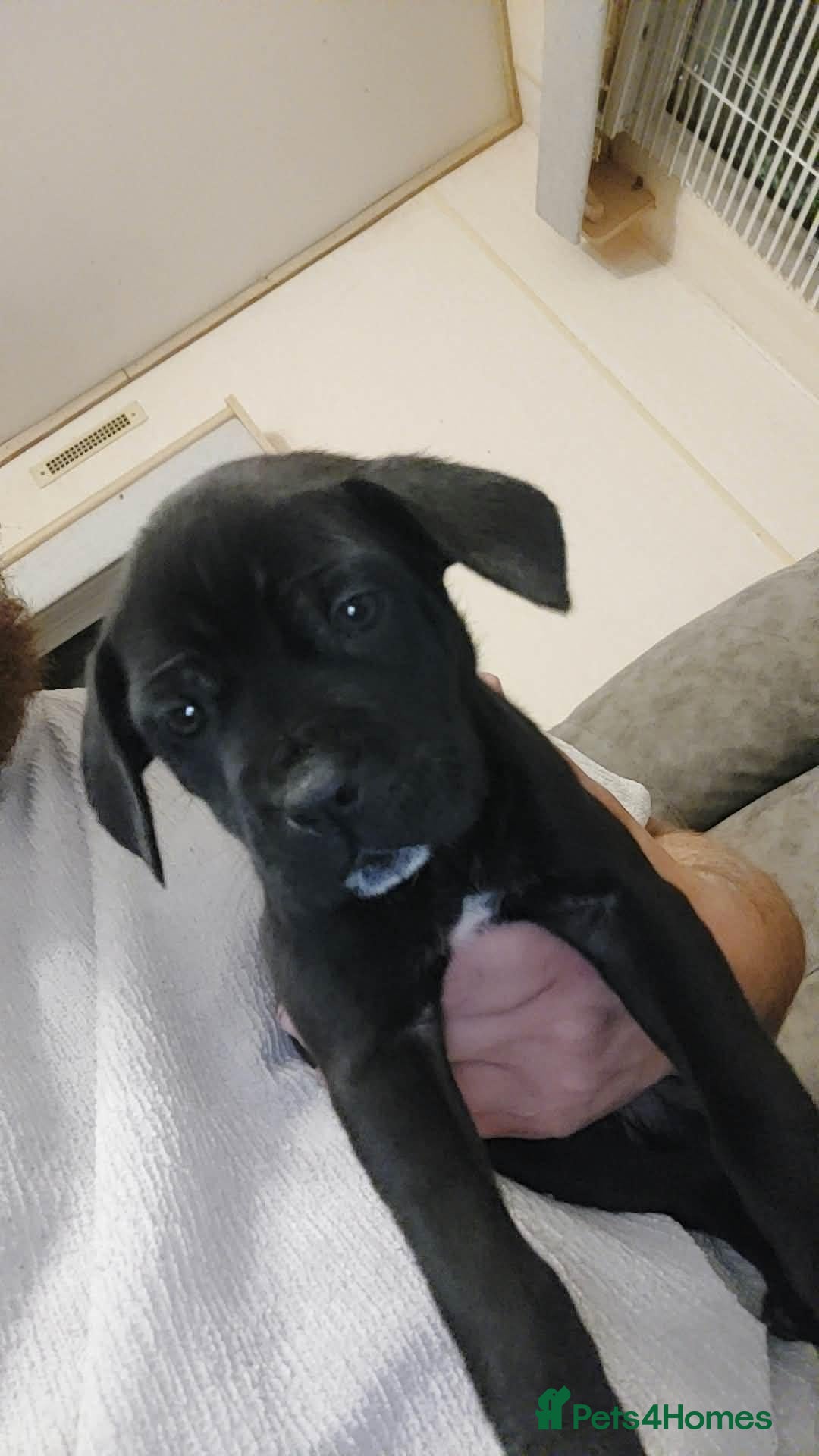 Cane Corso dogs Last cane corso pup left  - Advert 7