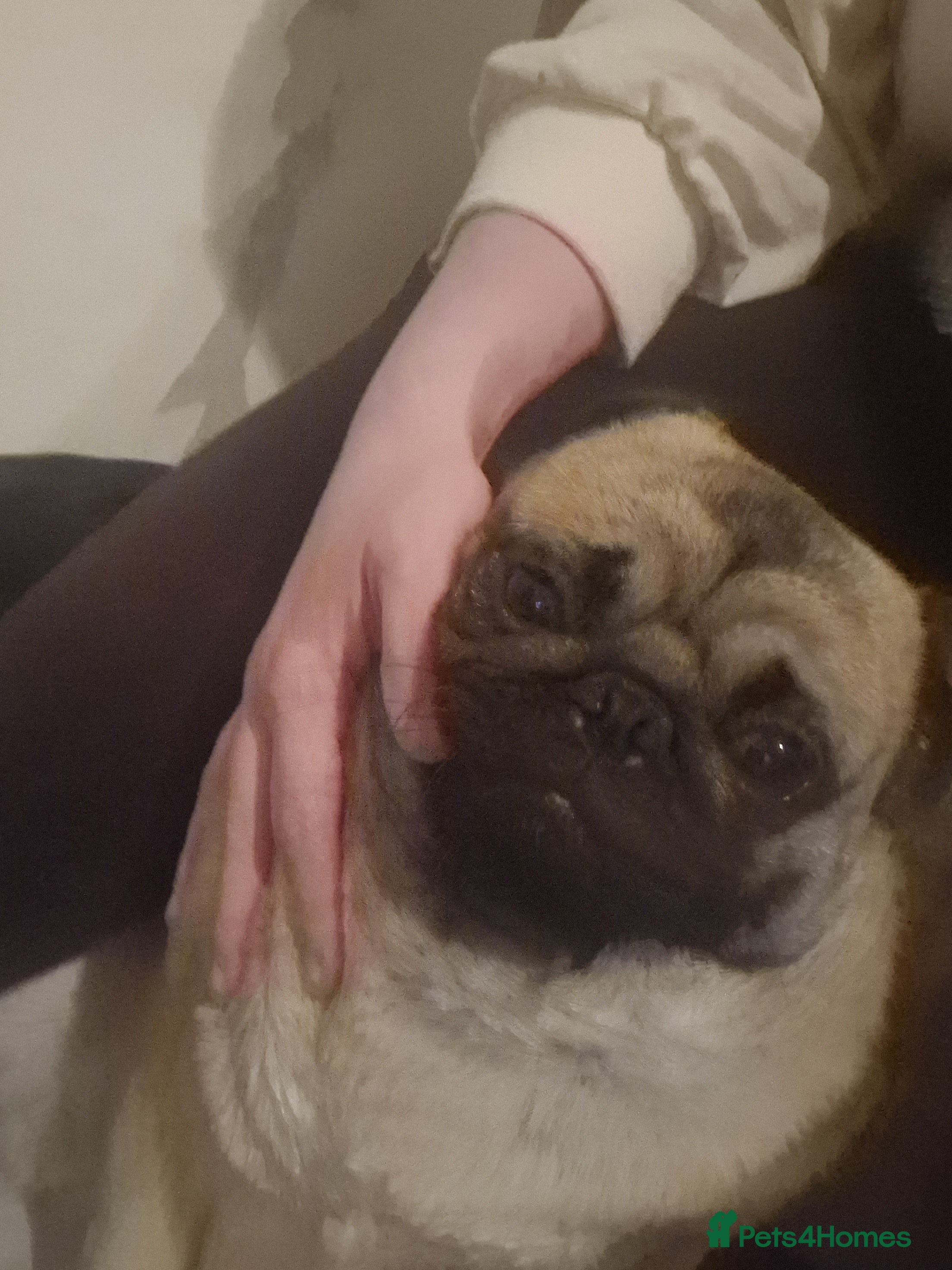 Pug dogs Frank the pug  - Advert 3