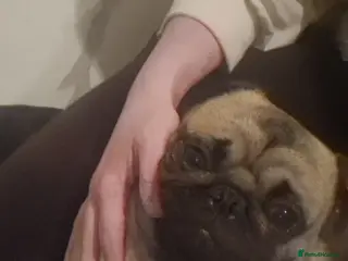 Pug dogs Frank the pug - Advert 3
