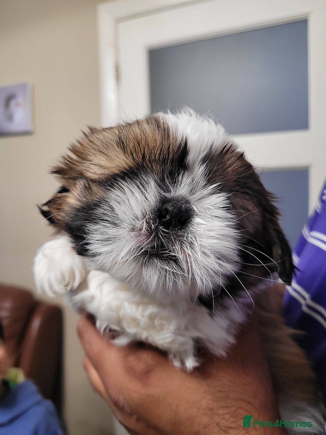 Shih Tzu dogs for sale: Lovely, most adorable, cutest puppy in town - Image 2