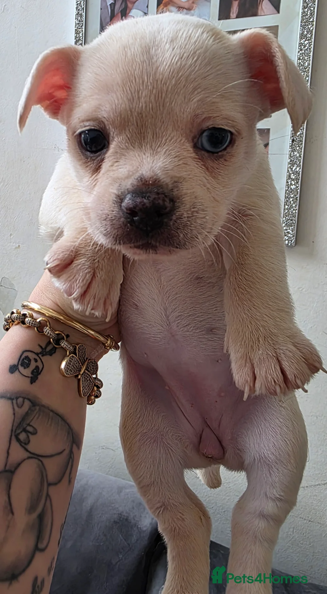 Mixed Breed dogs for sale: Chihuahua cross french bulldog  - Advert 4