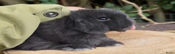 Mini Lop rabbits for sale: mother and daughter mini lop pair - Advert 4