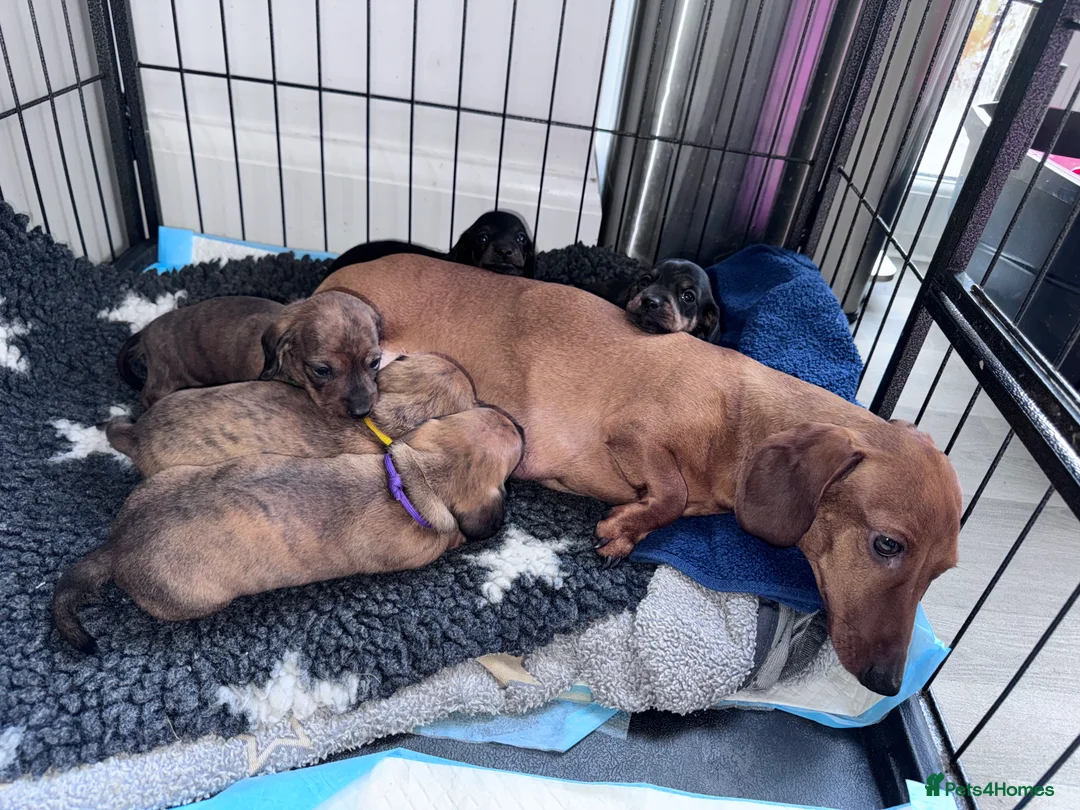 Miniature Dachshund dogs for sale: Gorgeous girls Mini Dachshund  - Advert 21